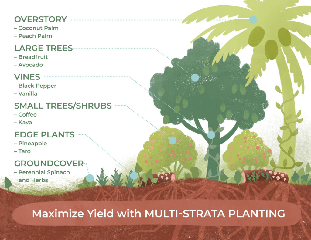 Agroforestry_MultiStrata_Infographic