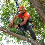 What Is Included in Arborist Services Sydney for Residential Homes?