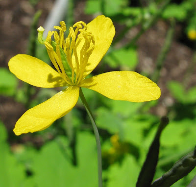 Chelidonium majus
