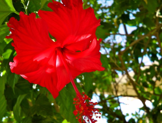 Hibiscus growing in Yucatan, Mexico
