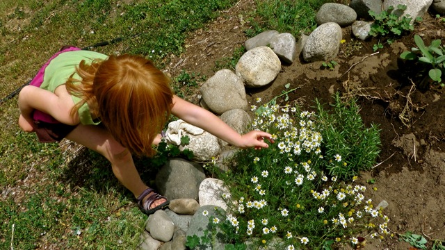 My friend Pearl harvesting chamomile