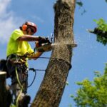 Tree Lopping Near Me: How To Compare Quotes And Services