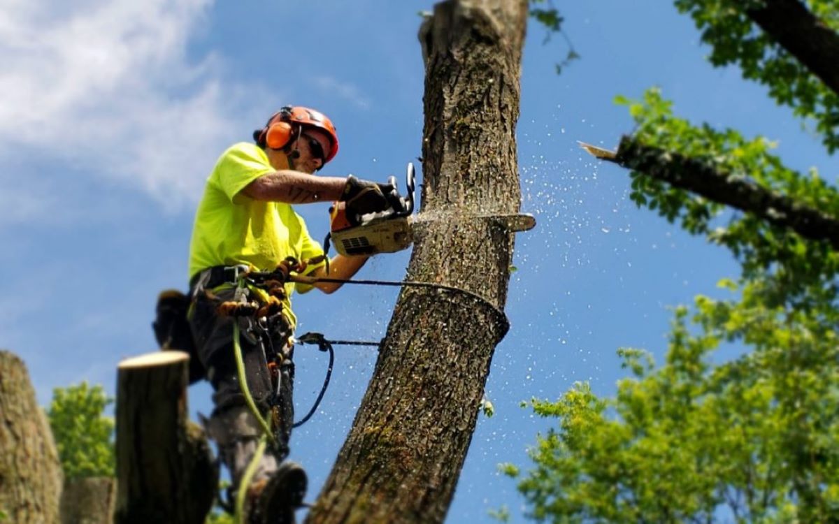 tree lopping near me