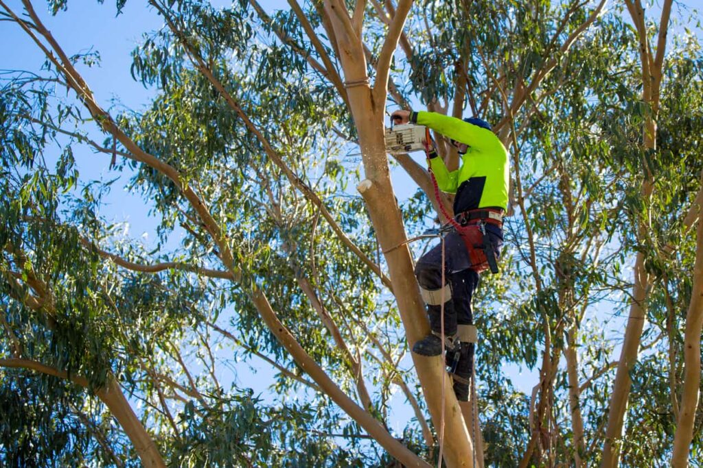 Tree Loppers Near Me: How to Find Safe, Responsible Tree Care Services in Australia