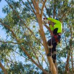 Tree Loppers Near Me: How to Find Safe, Responsible Tree Care Services in Australia