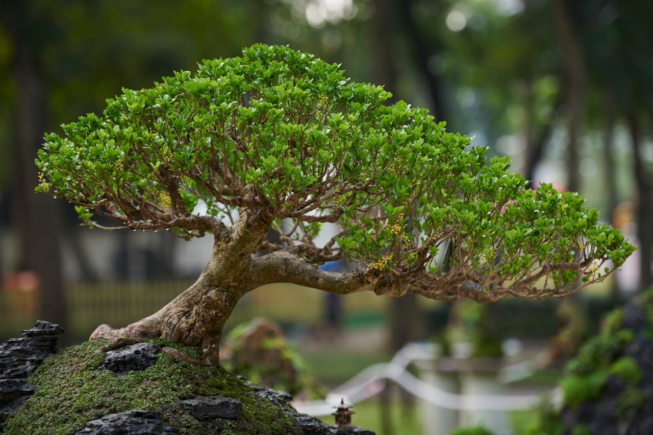 Close-up of a lush green bonsai tree in an outdoor garden, showcasing detailed branches.