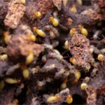 Pest and Termite Control: Why Combining Treatments Protects Your Property Long-Term