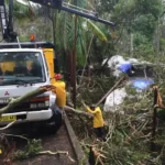 9 Things to Know Before Hiring Tree Removal Services Sydney