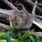 Mice Removal Sydney: Fast Solutions for Inner-City and Suburban Homes