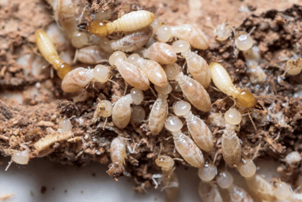 Pest and Termite Control