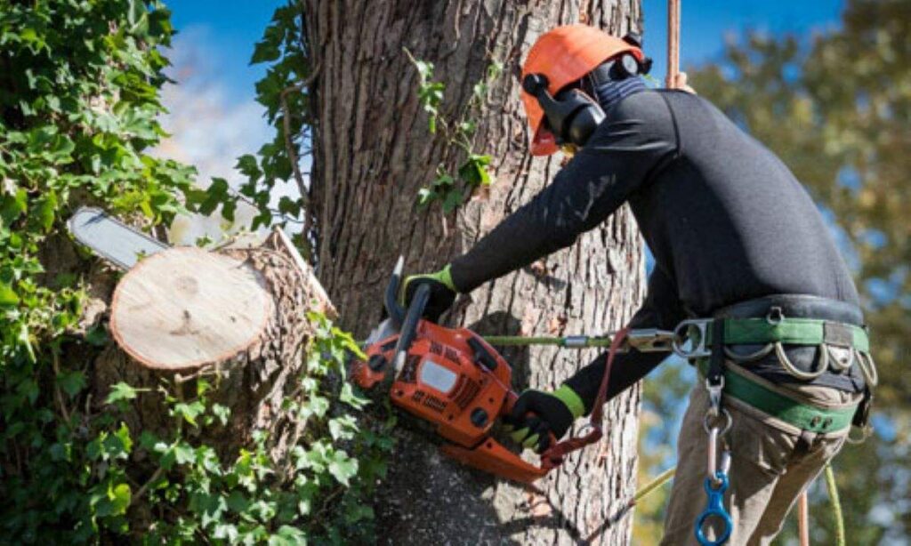 Tree Removal Services Sydney