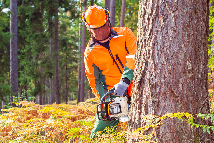 Tree Removal
