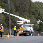 What Professional Tree Services Include Beyond Just Removal