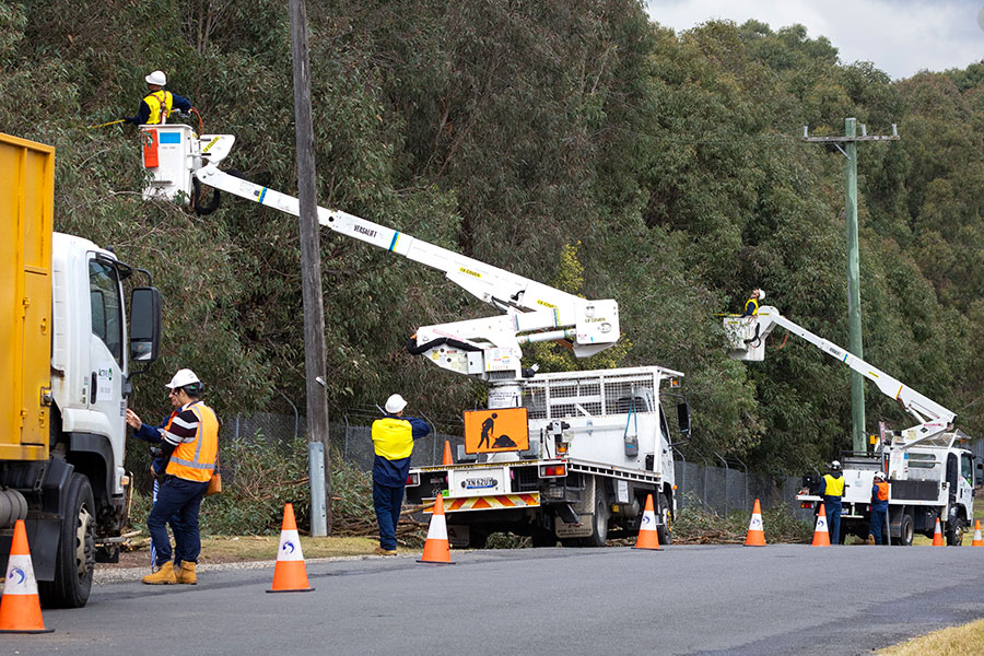 Tree Services