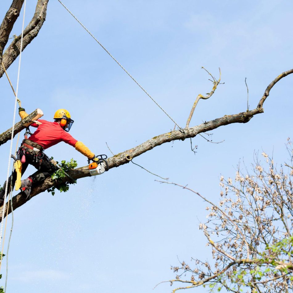 Tree Services