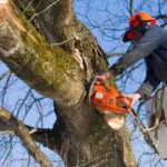 When Does Tree Removal Actually Require Council Approval?