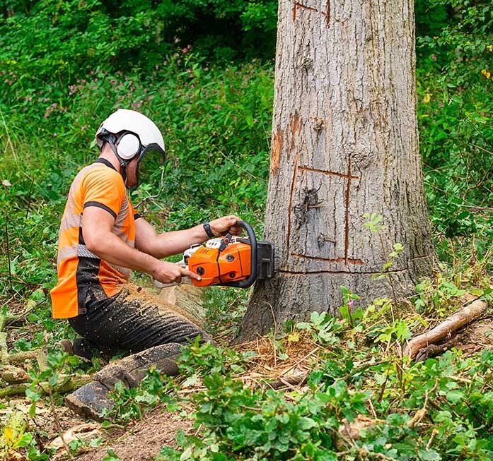 Tree Removal